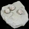 Multiple Blastoid (Pentremites) Plate - Illinois #13604-1